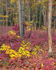 USA, New Jersey, Pine Barrens National Preserve. Forest scenic in autumn. Art Print